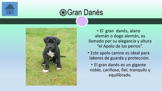 El Alano Español Canela Una Raza de Perro Antiguo y Noble