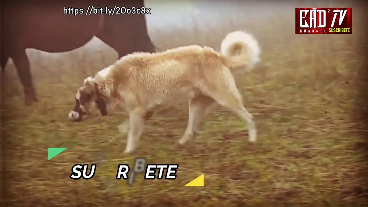 El Alano Español Un Perro de Gran Porte y Fuerte Temperamento