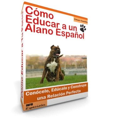 El Alano Español Un Perro de Historia y Belleza