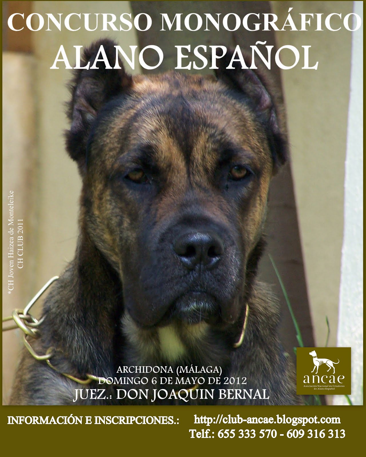 El Alano Español Un Perro de Historia y Nobleza