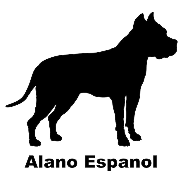 El Alano Español Una Raza de Perro Antiguo y Noble
