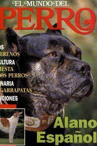 La Alano Español Hembra Una Raza de Perros Imponente