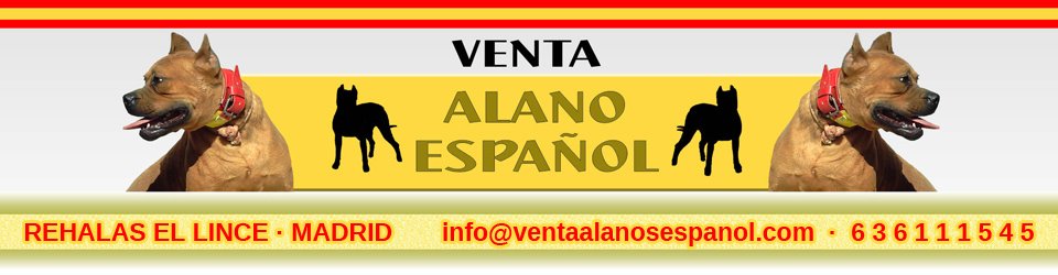 Venta de Alanos Españoles Una Guía Completa para Compradores
